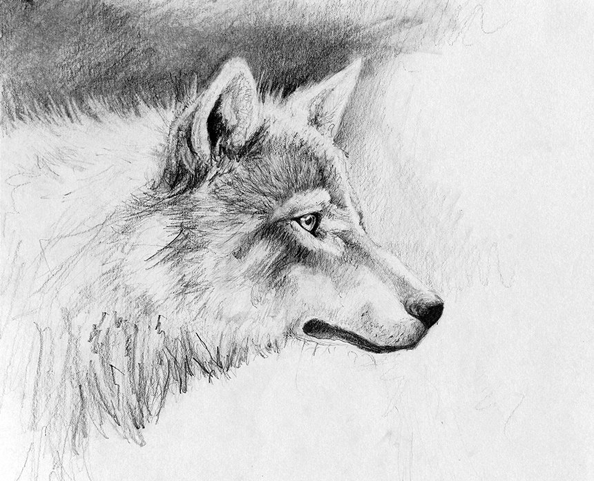 Wolf-Dog Profile